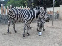 九游娱乐-河套雷霆队鏖战三湘金雕队，足球巡回赛险胜，核心复出即建功。宿敌对话再升级(2019燃情黄金联赛)